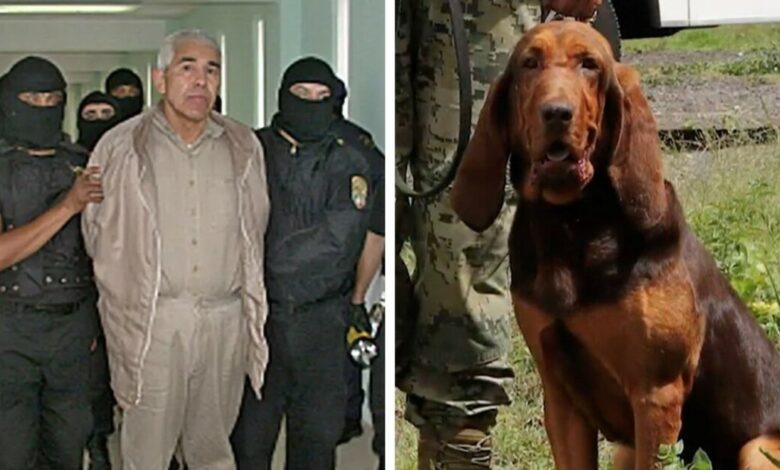 Bloodhound hero shoots killer and FBI most wanted gang leader