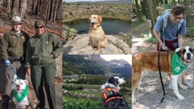 'Bark Rangers' Protecting Wildlife and More in National Parks