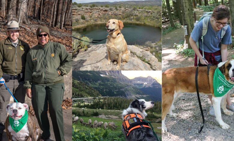 'Bark Rangers' Protecting Wildlife and More in National Parks