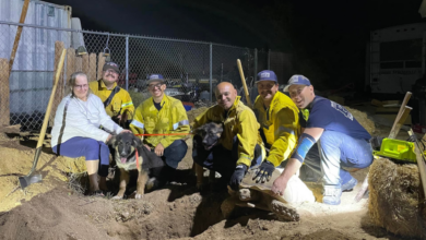 Firefighters Rescue Two Puppies Trapped in Underground Turtle Den