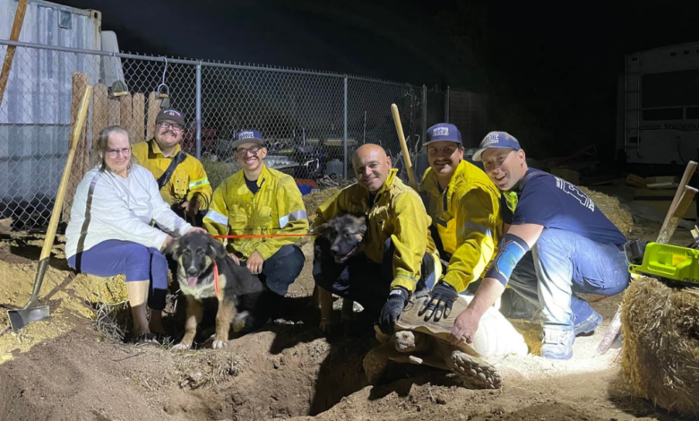 Firefighters Rescue Two Puppies Trapped in Underground Turtle Den