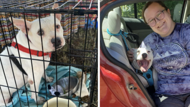 Sweet Pit Bull gets its independence after 10 long years in one home