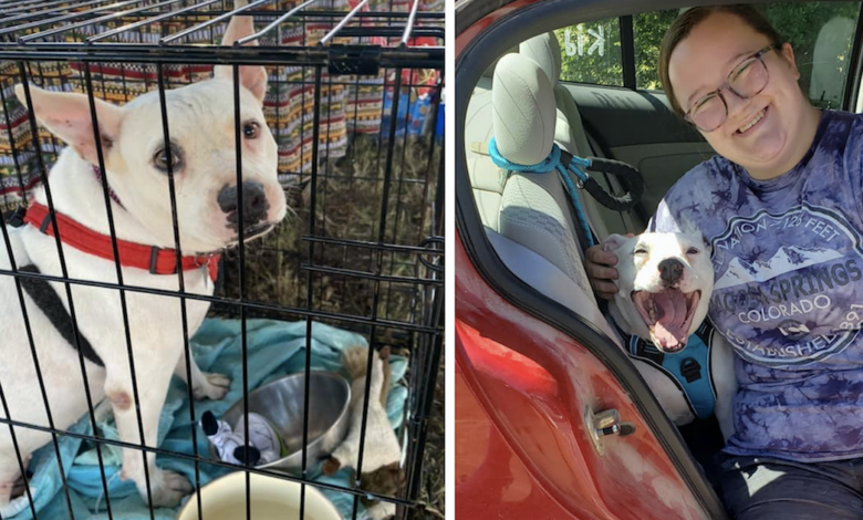 Sweet Pit Bull gets its independence after 10 long years in one home
