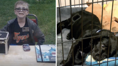 8-year-old Pokemon trainer sells card collection to save his puppy's life