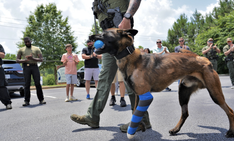 Police officer K9 had his leg amputated after protecting an officer from bullets