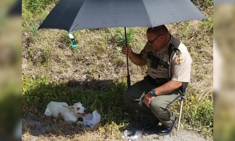 State trooper adopts injured dog he went above and beyond to save