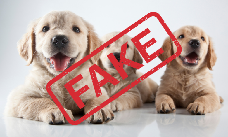 Common puppy scams and how to avoid them when choosing your next pet