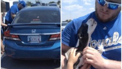 Royals Bust Puppy fans out of hot car at Kauffman Stadium