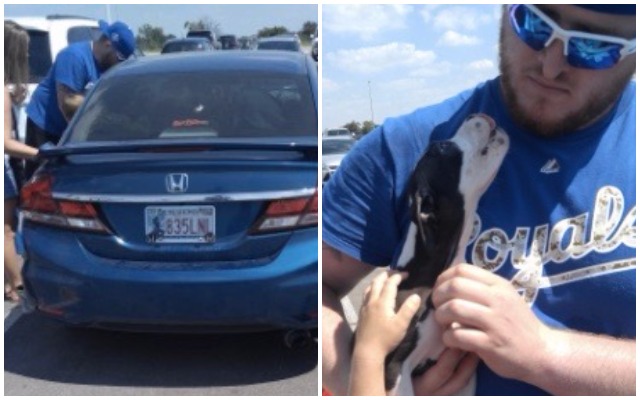 Royals Bust Puppy fans out of hot car at Kauffman Stadium