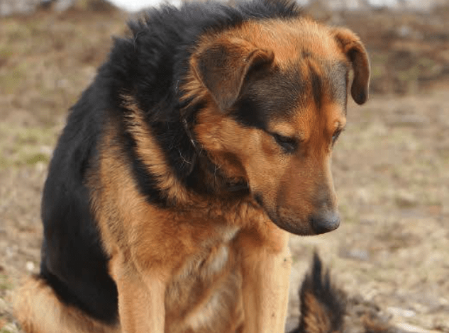 The dog waited seven days by the roadside because its owner said 'Stay'