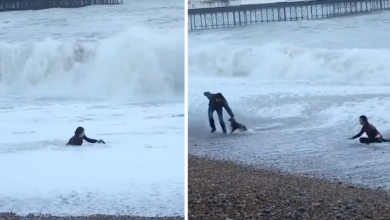 Woman risks her life to save drowning dog