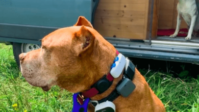 A brown dog wearing two collars with six location tracking devices attached.