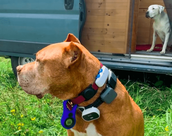 A brown dog wearing two collars with six location tracking devices attached.