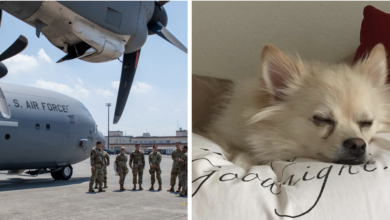 3 dogs suddenly died on a transport flight organized by the military after only 2 weeks
