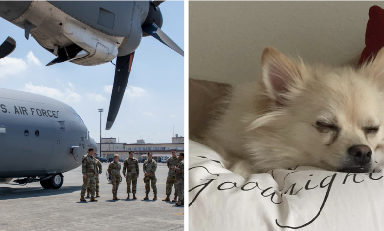 3 dogs suddenly died on a transport flight organized by the military after only 2 weeks