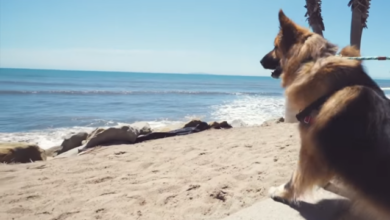 The dog has spent his entire life in the series of first time visiting the ocean