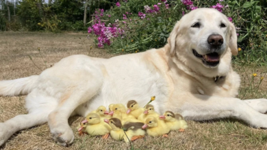 Senior dog becomes proud father of 15 orphaned ducklings
