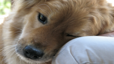 10 dog breeds with sensitive souls