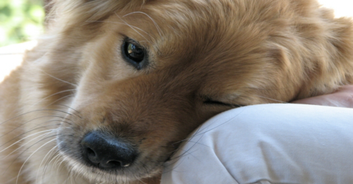 10 dog breeds with sensitive souls