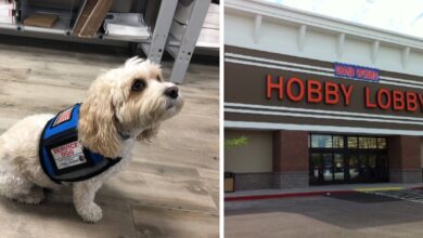 Employee sues hobby lobby for banning her service dog from the store
