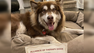 Disabled slaughterhouse dog now transforms life as a therapy dog