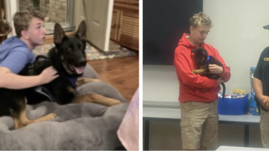 Officers Gift Teenager a Puppy After He Witnessed His Dog's Tragic Death