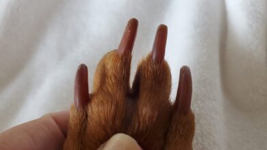 How to cut dog nails - Dogster