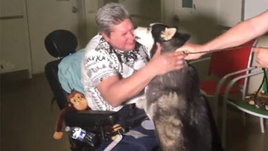Disabled man finally reinstated with service dog after woman refuses to return him