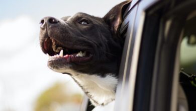 What to bring on your next summer road trip with a pet