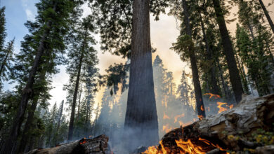 A Massive Forest of Sequoias in Yosemite Is Threatened by California Wildfires: NPR