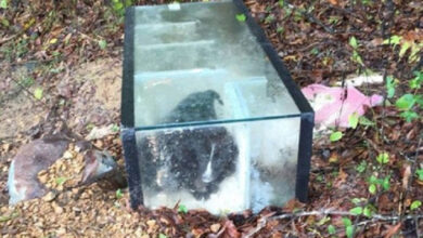 Man went looking for his dog in the woods, found the puppy trapped in the closed aquarium