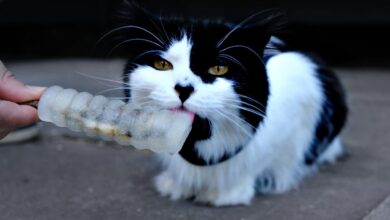 DIY Cat Popsicles for a Refreshing Summer Cat Party [Recipe]