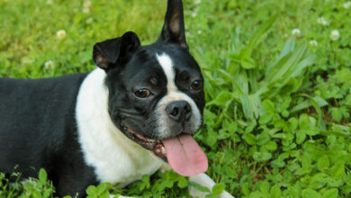 10 Best Supplements for Senior Boston Terriers