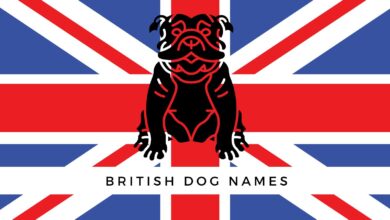 400+ British Dog Names