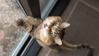 11 Signs of Separation Anxiety from Cats and How to Help