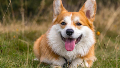 10 Best Supplements for Senior Corgi Dogs