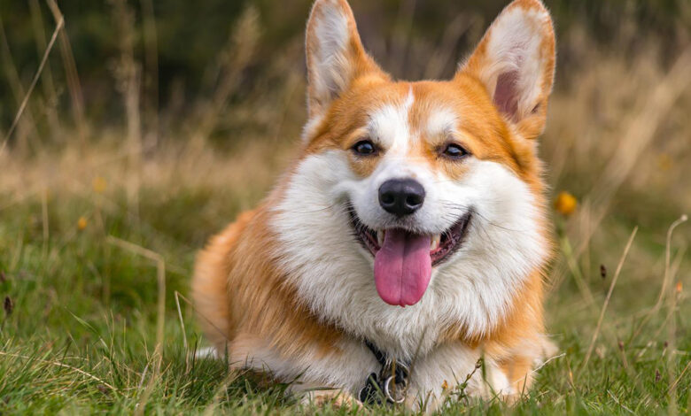 10 Best Supplements for Senior Corgi Dogs