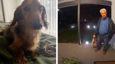 Man with dog Rowdy accidentally terrorizes delivery driver