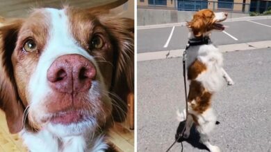 Dexter the dog turned his life-changing trauma into an impressive talent!