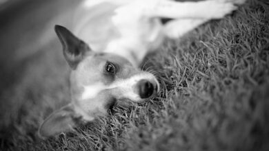 6 things your deceased dog wants you to know