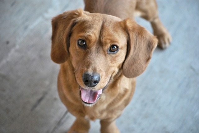 10 signs that your dog is really happy