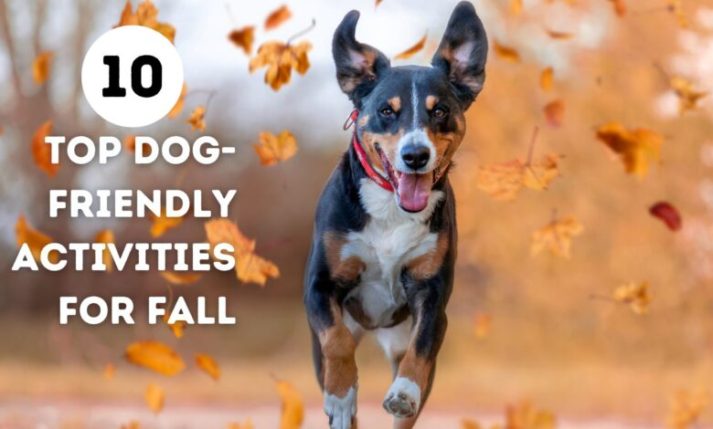 10 top dog-friendly activities for fall