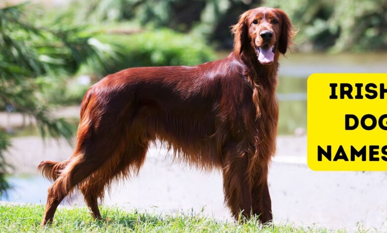 Over 350 Irish dog names for your new lucky charm