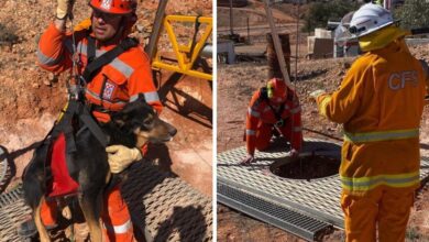 Two terrified dogs rescued from a 12-meter-deep mine