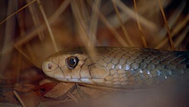 Deadly snake venom can be used to treat large bleeding wounds