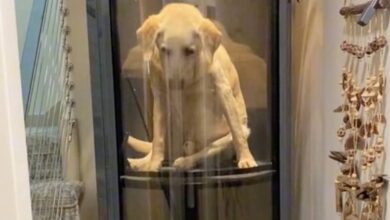 15-year-old dog with hip dysplasia has its own elevator