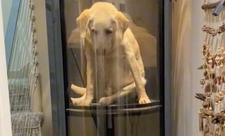 15-year-old dog with hip dysplasia has its own elevator