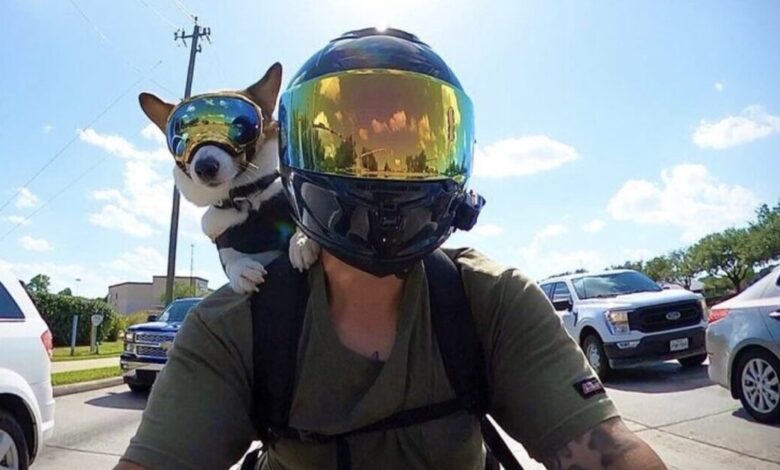 Corgi rides a "woof woof" motorcycle against bullying