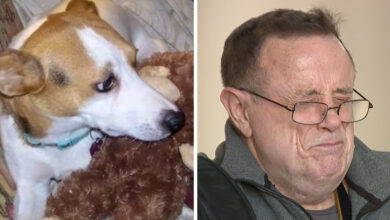 Suspect not jailed after kicking man's beloved dog to death