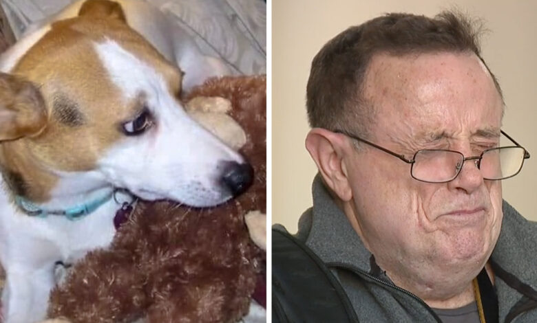 Suspect not jailed after kicking man's beloved dog to death